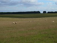 Sheep on England's green and pleasant land