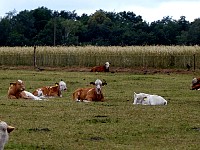 Cattle watching quad tour