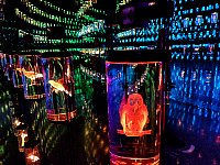 Species room at Museum of the Future