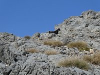 Jebel Jais scenery with goat