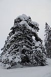 Tree near cross country ski track