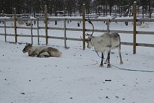 Reindeer