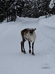 Reindeer at Saarriselkaa