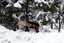 Reindeer at Saarriselkaa