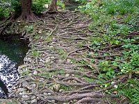 Sophia Antipolis tree roots