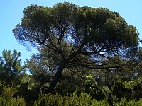 Porquerolles north coast