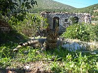 Greek cats