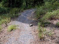 Turtle near Thessaloniki