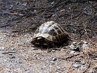 Turtle near Thessaloniki