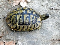 Turtle near Thessaloniki