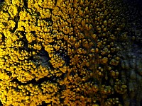 Coral rock formation in cave