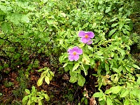 Flowers near trail