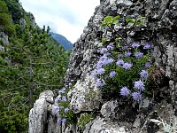 Flowers near trail