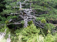 Tree near trail