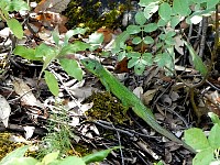 Salamander near trail