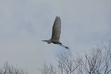 Silver heron