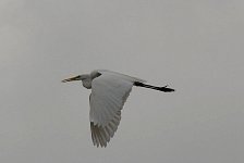 Silver heron