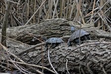 River turtles