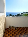 Cat at terrace