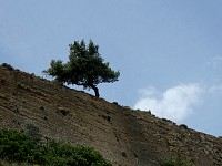 Tree at Corinth Canal