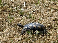 Turtle at aircraft museum