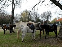 Break on horse ride