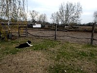 Dog being watching horse