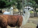 Italian llamas