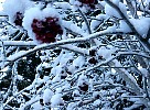 Frozen berries on tree