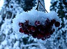 Frozen berries on tree
