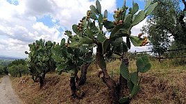 Cactus plants near Rocca Massima