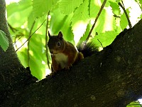 Fragsburger squirrel