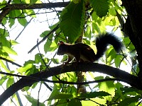 Fragsburger squirrel