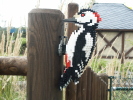 Woodpecker