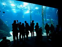 Oceanarium main aquarium