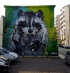 Racoon graffiti