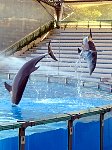 Dolphins performing