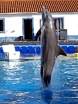 Dolphin performing