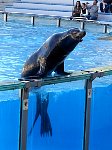 Sea lion barking