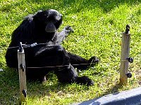 Monkey behind electric fence