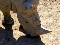 Rhino