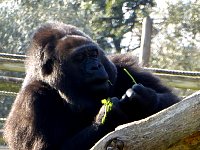 Gorilla eating