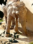 Elephant picking up leaf