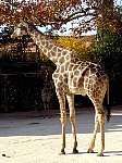 Giraffe