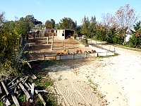 Lisbon Zoo camels