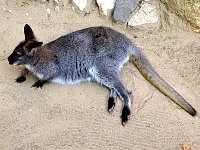 Wallaby relaxing
