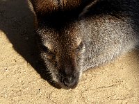 Wallaby relaxing