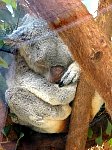 Koala sleeping