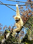 Monkey looking hanging from branch