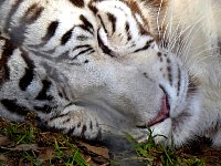 White tiger sleeping